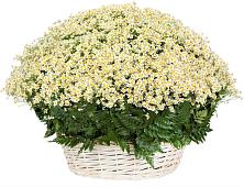 Цветочная композиция из Ромашки в корзине #REPLACE_PRED# Аннино